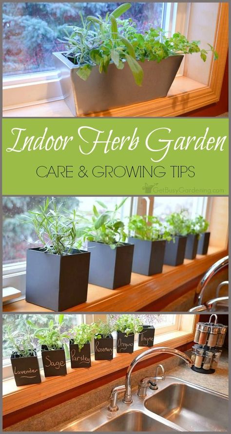 Despite the fact that growing herbs indoors is popular, they can be challenging to maintain. Here's some indoor herb garden tips to help you be successful. Herb Garden Tips, Kitchen Herb Garden, Growing Food Indoors, Growing Herbs Indoors, Indoor Vegetables, Herb Garden In Kitchen, Indoor Herb, Herb Garden Design, Herb Gardening