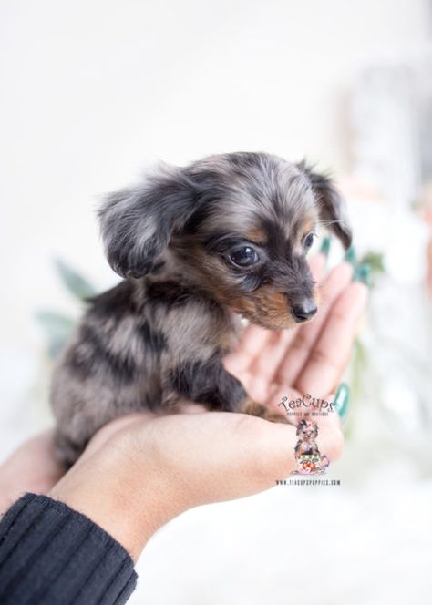 silver-dapple-merle-mini-long-haired-dachshund-puppy-teacup-puppies Mini Dauchsands Puppy, Dapple Dachshund Puppy For Sale, Mini Dauchsands Long Hair, Long Haired Dapple Dachshund, Teacup Dachshund, Long Haired Miniature Dachshund, Miniature Dachshund Puppies, Daschund Puppies, Dachshund Puppy Long Haired