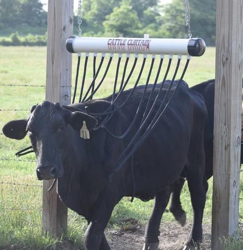 Fly Control For Cattle, Cattle Feeder Ideas, Cattle Corrals Design, Cattle Feedlot, Cow Feeder, Show Cattle Barn, Cattle Housing, Feeder Cattle, Cattle Pens