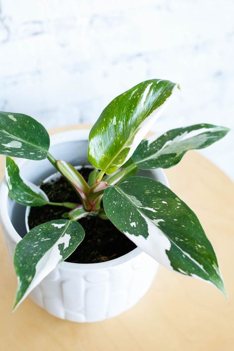 Plant Know-How: Philodendron 'White Princess' – Folia Collective White Princess Philodendron, Leaves Meaning, Philodendron White Princess, Princess Philodendron, The Last Leaf, Grow Kit, White Princess, Christmas Cactus, Pink Leaves