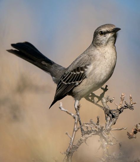 Birds in My Backyard | My Backyard Nature English Assignment, Backyard Nature, Mocking Bird, House Awnings, Aquatic Insects, Mocking Birds, Garden Mural, Animal Reference, Red Tailed Hawk