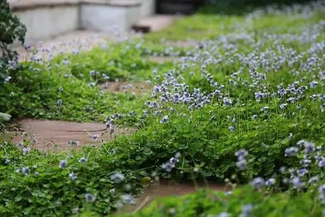 10 Best Low-Maintenance Plants | Guide To A Low Effort Garden Native Violet, Australian Native Garden, Plant Breeding, Violet Plant, Australian Garden, Australian Native Plants, Plant Projects, Pond Plants, The Gardener