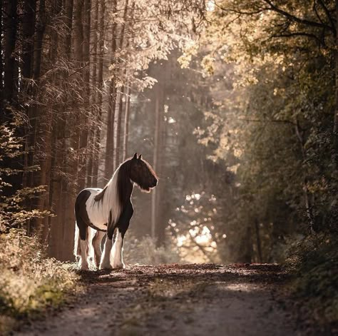 Horse Riding Through Forest, Horse Wallpapers, Pictures Animals, Equestrian Photography, Horse Wallpaper, Horse Quotes, Equine Photography, Pretty Horses, Horse Photography