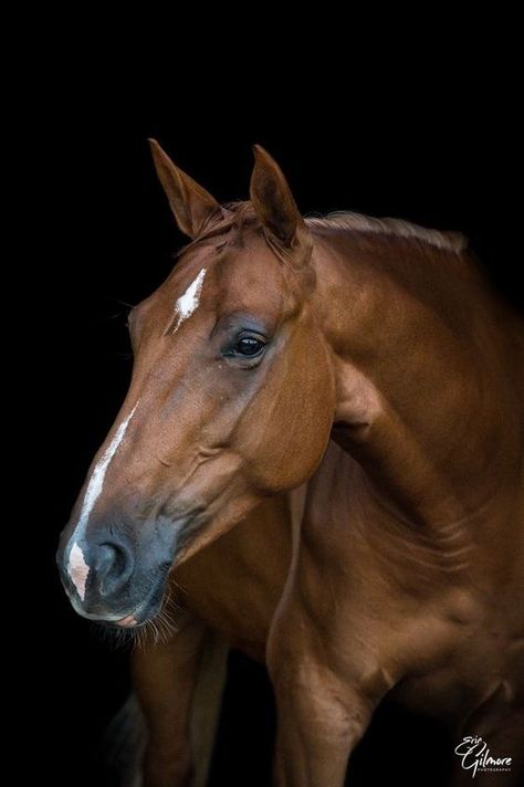 Warmblood Horses, Horse Anatomy, Horse Inspiration, Horse Face, Hunter Jumper, Horse Portrait, Horses And Dogs, Horse Drawings, Horse Equestrian