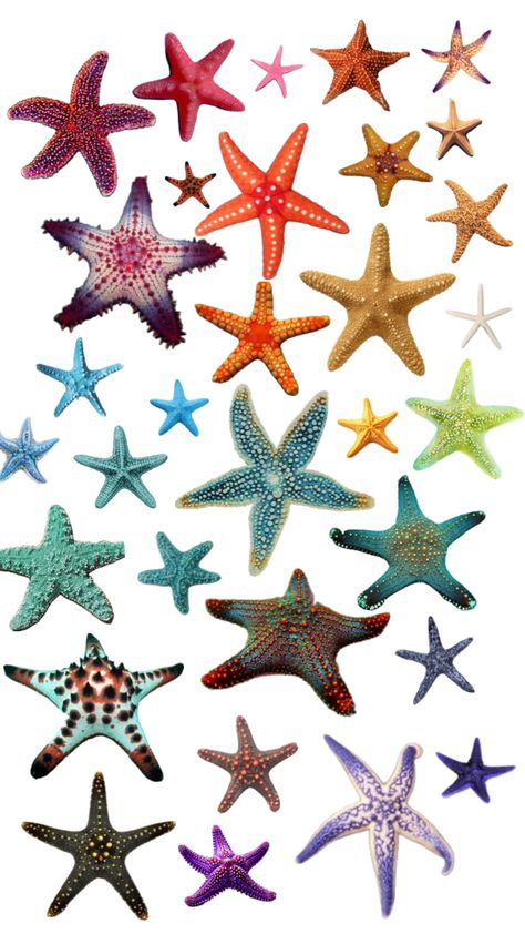 starfish rainbow! #🌈 #⭐️ #starfish #starfishes #seacreature #seacreatures #starfishsummer #summer #ocean #sea #oceans #oceanaesthetic #summeraesthetic #summervibes #summercore #summer24 #summergirl Starfish Pattern, Summer Ocean, Weird Science, Gcse Art, Anatomy Drawing, Art Collage Wall, Science Art, Cool Stickers, Scrapbook Stickers