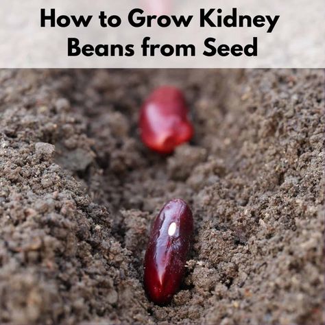 Growing Kidney Beans - How to Plant & Grow Kidney Beans Growing Red Beans, Kidney Bean, Growing Kidney Beans, Benefits Of Kidney Beans, Bean Growing For Kids, Dark Red Kidney Beans Recipe, Nitrogen Fixing Plants, Bean Garden, Raised Garden Beds Diy Vegetables