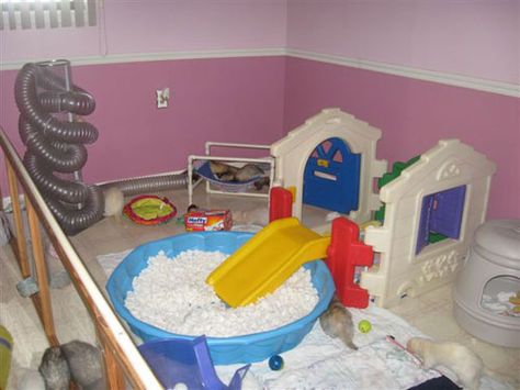 Ferret Playpen, Ferret Room, Ferret Diy, Ferret Accessories, Ferret Toys, Ferrets Care, Ferret Cage, A Ferret, Rat Toys