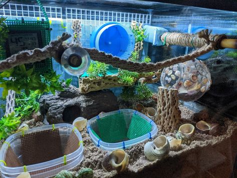 Hermit Crab Humidifier Diy, Hermit Crab Hideout Diy, Hermit Crab Habitat Ideas 20 Gallon, Hermit Crab Setup, Hermit Crab Habitat Ideas Tanks, 10 Gallon Hermit Crab Tank Ideas, Hermit Crab Enrichment, Diy Hermit Crab Habitat Ideas, Cute Hermit Crab Habitat Ideas