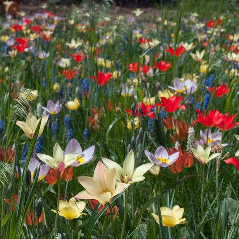 Tulip Pictures, Aladdin Carpet, Wild Tulips, Shoe Painting, Bridal Shoe, Tulip Bulbs, Flower Bulbs, Tulips Garden, Spring Flowering Bulbs