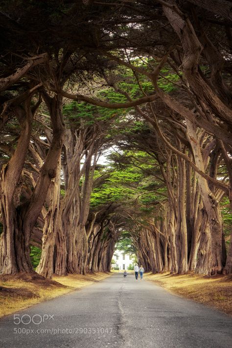 Cypress Tree Tunnel California / Point Reyes / Cypress Tree Tunnel Cypress Tree Tunnel, Point Reyes California, Tree Tunnel, Business Portrait Photography, Eye Photo, Not Aesthetic, Point Reyes, Two Trees, Cypress Trees