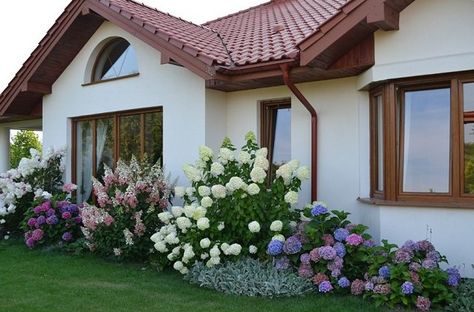 Hydrangea Landscaping, Hydrangea Garden, Lavender Garden, Landscape Designs, Home Landscaping, Front Yard Garden, Tropical Landscaping, Front House Landscaping, Light Design