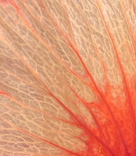 Closeup of a hibiscus petal...I love the intricacy and color. Flower Petal Under Microscope, Flower Microscope, Close Up Nature Photography, Flowers Close Up, Close Up Plants, Close Up Art, Nature Texture, Geometry In Nature, Flower Close Up