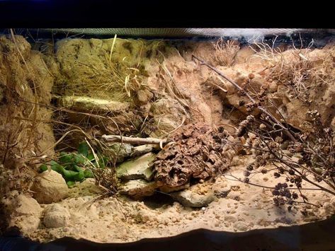 Hognose Enclosure, Reptile Enclosure, Pets 3, Reptiles, Habitat, Herbs, Quick Saves