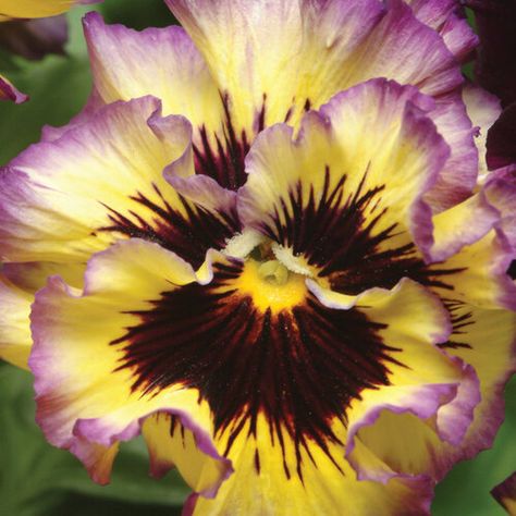 Frizzle Sizzle Lemonberry - Ruffled Pansy - Viola x wittrockiana | Proven Winners Yellow Plants, Yellow Hues, Attracting Bees, Attract Pollinators, Pansies Flowers, Annual Flowers, Attract Butterflies, Deep Burgundy, Lemon Yellow