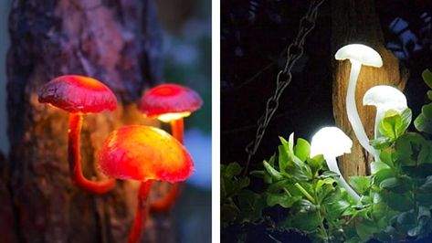 Easy DIY Mushroom Lights Are The Magic Your Garden Is Missing - DIY Ways Diy Mushroom, Fairy Garden Mushrooms, Mushroom Light, Glow Jars, Glowing Mushrooms, Mushroom Lights, Fairy Garden Designs, Mushroom Decor, Diy Fairy