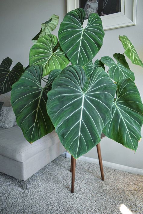 Big Leaf Indoor Plant, Archive Moodboard, Statement Plants, Big Leaf Plants, Vertikal Garden, Philodendron Gloriosum, Oxalis Triangularis, Tanaman Indoor, Philodendron Plant