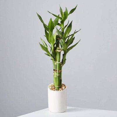 31 Best Low-Light Indoor Plants and How to Care for Them | Architectural Digest Indoor Bamboo Plant, Indoor Bamboo, Tanaman Air, Feng Shui Plants, Jewel Orchid, Bamboo Plant, Hanging Plants Indoor, Lucky Bamboo, Best Indoor Plants