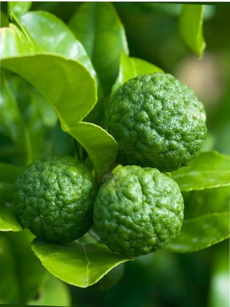 Kaffir Lime Plant, Jeruk Bali, Citrus Plant, Lime Tree, Kaffir Lime, Seed Germination, Citrus Trees, Fruit Vegetables, Tree Seeds