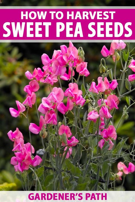 Gardening 2023, How To Store Seeds, Garden Basics, Growing Sweet Peas, Sweet Pea Plant, Side Patio, Pea Plant, Coastal Garden, Sweet Pea Seeds