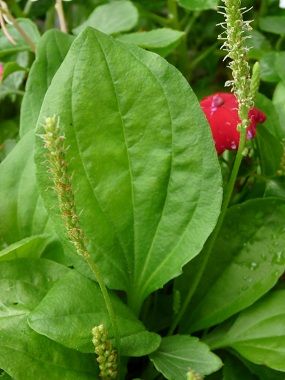 Plantain Plant, Wild Violets, Edible Wild Plants, Healing Plants, Natural Healing Remedies, Wild Edibles, Bug Bites, Herbs For Health, Astringent