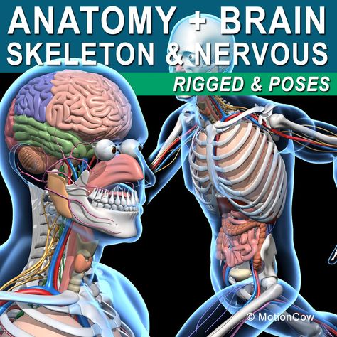 Skeleton, Anatomy & Nervous System ( Rigged ) 3D Model #AD ,#amp#Anatomy#Skeleton#Nervous Nose Anatomy, Skeletal System Anatomy, Human Brain Anatomy, Horse Skeleton, Anatomy Heart, Brain Nervous System, Brain Models, Underwater Cartoon, Skeleton Anatomy