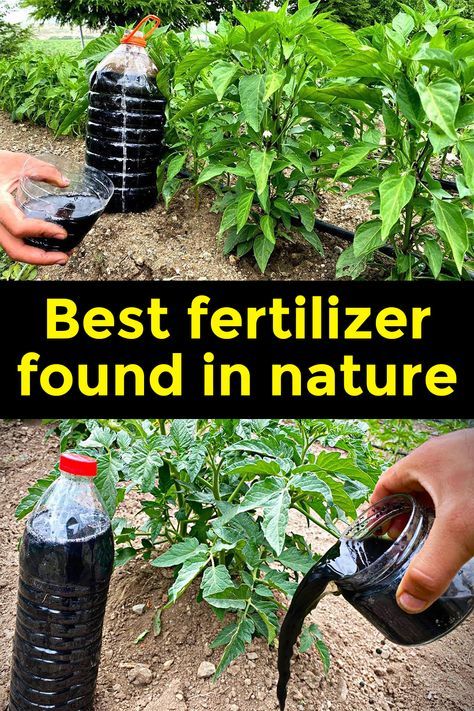 Nettle Fertilizer, Natural Plant Fertilizer, Grafting Plants, Growing Mint, Garden Watering System, Hydroponic Farming, Sustainable Gardening, Vegetable Farming, Cucumber Plant