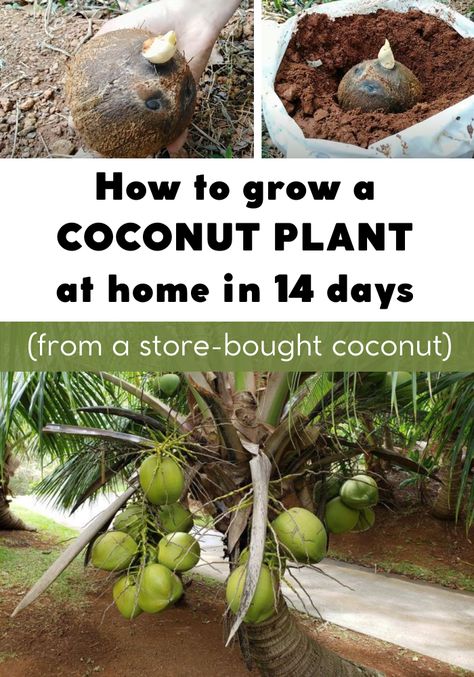 How to Grow a Coconut Plant at Home in 14 Days (from a store-bought coconut) - Gardaholic.net Growing Coconut Tree In Pot, How To Grow Coconut, Growing Coconut Tree, How To Grow Coconut Tree, Grow Coconut Tree, Coconut Plant, Nut Trees, Orchid Plant Care, Indoor Vegetables