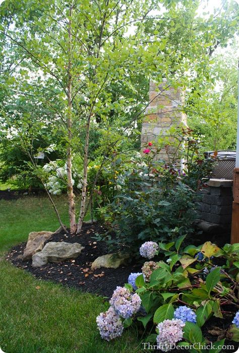 River Birch Landscaping, River Birch Trees Landscape, Side Landscaping, Birch Trees Garden, Cabin Landscaping, Country Sides, River Birch Trees, Birch Trees Landscaping, Outdoor Makeover