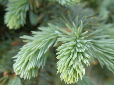 White Spruce Planting Recommendations Tree Meanings, Dream House Garden, Colorado Blue Spruce, Picea Pungens, White Spruce, Organic Mulch, Specimen Trees, Shade Perennials, Fast Growing Plants