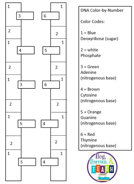 DNA color-by-number to teach the nucleotides and base pairs of DNA.  Life Science: DNA Dna Worksheet, Nitrogenous Base, Dna Activities, Dna Facts, Dna Lab, Dna Fingerprinting, Physics Formulas, Ap Biology, Chemistry Notes