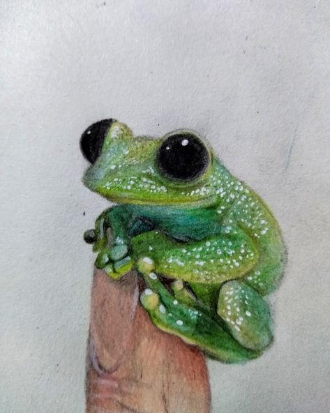 Ranita hecha con lápices de colores Animal Sketch, Snake Drawing, Realistic Sketch, Frog Drawing, Observational Drawing, Realistic Drawing, Reference Pics, Gcse Art, Colored Pencil Drawing