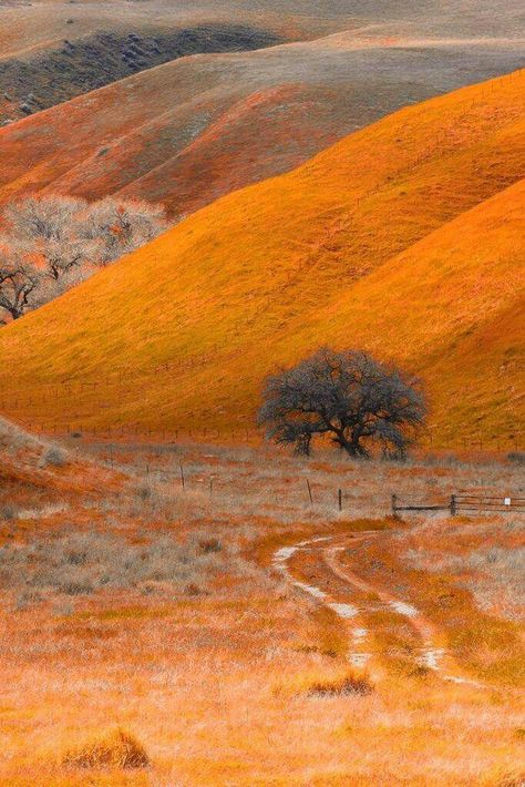 Horse please Lone Tree, Dirt Road, City Wallpaper, Shades Of Orange, Amazing Nature, Beautiful World, Beautiful Landscapes, Mother Nature, Wonders Of The World