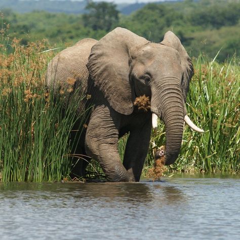 The beauty of Murchison Falls is unmatched. It's the place where nature's power and elegance meet. Book a safari today: https://www.murchisonfallsnationalparkuganda.com/ #Murchisonfalls #murchisonfallsuganda #murchisonfallsinuganda #murchisonnationalpark #murchisonfallspark #murchisonPark #murchisonfallsnationalpark Murchison Falls, Nile River, Safari Adventure, Cultural Experience, Giraffes, Adventure Awaits, Queen Elizabeth, Uganda, Mammals