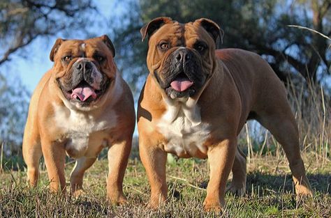 Australian Bulldog Breed Information and Pictures - PetGuide Australian Bulldog, Friendly Dog Breeds, Dog Breeding, Malamute Puppies, Bulldog Breeds, Puppy Day, Rapper Art, Bull Dogs, Bull Mastiff