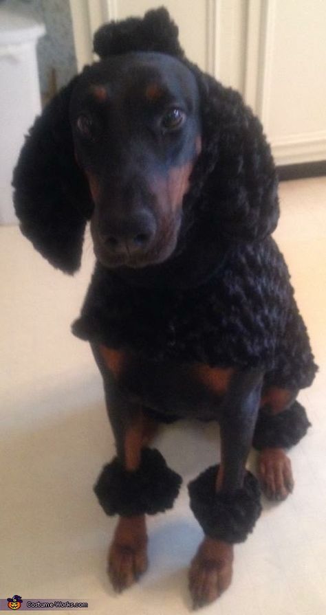 Joellen: My 5 year old female Doberman named Madea is wearing a Poodle costume that I made for her. She is so wonderful about letting me dress her up for the... Diy Poodle Costume, Poodle Dog Costume, Female Doberman, Poodle Costume, Creative Diy Costumes, Black Hair Band, Halloween Costumes 2016, Homemade Costume, Emotional Support Dog