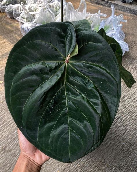 Anthurium King Of Spades, Anthurium Villenaorum, Wishlist Plants, Monstera Plants, Anthurium Plant, Amazing Plants, Plant Wishlist, Jungle House, Airbnb Promotion