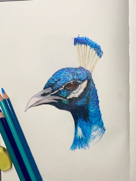 Peacock Head Drawing, Peacock Drawing With Colour, Peacock Sketch, Peacock Head, Prismacolor Drawing, Peacock Drawing, Realistic Sketch, Pen Craft, Observational Drawing