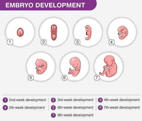 Embryo Development Embryo Development, Human Embryo, Mammary Gland, Human Babies, Nerve Cell, Interesting Topics, Stem Cells, The Stage, Biology