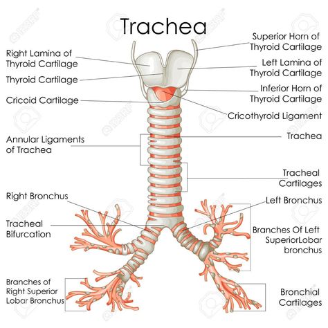 Medical Education Chart of Biology for Trachea Diagram. Vector illustration Stock Vector - 79651348 Trachea Anatomy, Liver Diagram, Science Diagrams Biology, Diseases Of The Circulatory System, Education Chart, Pharynx Diagram, Diagram Of Excretory System, Respiratory System Anatomy, Medical Diagrams