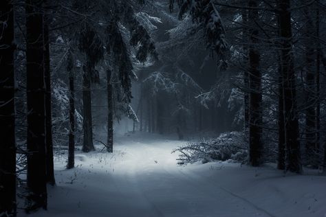 landscape nature winter forest snow mist daylight path trees atmosphere fairy tale Hungary Dark Winter Wallpaper, Snow Forest, Snow Covered Trees, Forest Background, Winter Background, Snowy Forest, Winter Wood, Forest Wallpaper, Winter Wallpaper