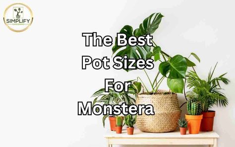 The Best Pot Sizes For Monstera and What To Avoid - Simplify Gardening Broccoli And Brussel Sprouts, Succulent Outdoor, Interior Design Plants, Plant Structure, Asparagus Beans, Container Garden Design, Greenhouse Growing, Philodendron Monstera, Thriving Garden