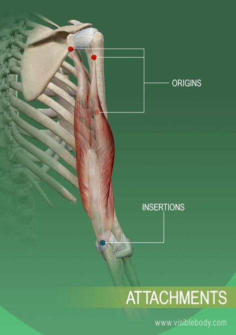 The Muscular System, Joints Anatomy, Best Muscle Building Supplements, Fascia Lata, Basic Anatomy And Physiology, Muscle Building Supplements, Mountain Pose, Muscular System, Muscle Anatomy