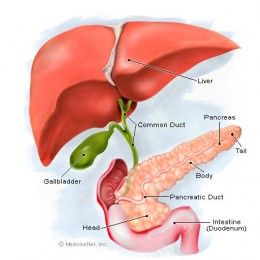 Life After Gallbladder Removal Surgery Gallbladder Diet, Gallbladder Surgery, Sistem Pencernaan, The Liver, Natural Treatments, Allergies, Anatomy, Disease, Medical