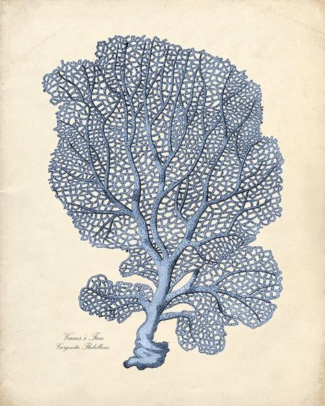 Venus Sea Fan Print in Blue 8x10 Coral Images, Sea Coral Prints, Ocean Life Art, Coral Art Print, Art Plage, Sea Fan, Coral Art, Art Nouveau Poster, Art Deco Illustration