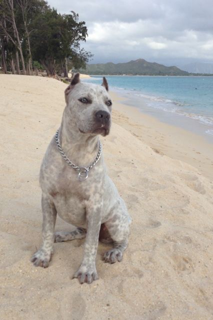 "STORM" Beautiful Merle Pitbull Puppy. Kailua Beach