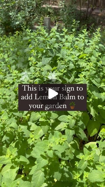 Jordan on Instagram: "Lemon Balm is trending 😍 This is my 7th summer with these lemon balm plants and they certainly don’t disappoint! It’s easy to grow with a lot of health benefits… as well as garden pest control benefits! I’m drying some of mine with my dehydrator to make tea. I have my dehydrator on 105 for 12 hours. Store the leaves whole and in a uv blocking jar. #gardening #garden #flowers #plants #nature #gardenlife #flower #gardendesign #growyourown #gardener #plantsofinstagram #naturephotography #gardeninspiration #growyourownfood #gardens #photography #green #plant #organic #mygarden #flowerstagram #flowersofinstagram #homegrown #gardenlove #plantsmakepeoplehappy #love #landscaping #landscape #organicgardening #gardensofinstagram" Lemon Balm Plant, Gardens Photography, Make Tea, Garden Pest Control, Plants Nature, Garden Pests, Lemon Balm, Grow Your Own Food, Flowers Plants