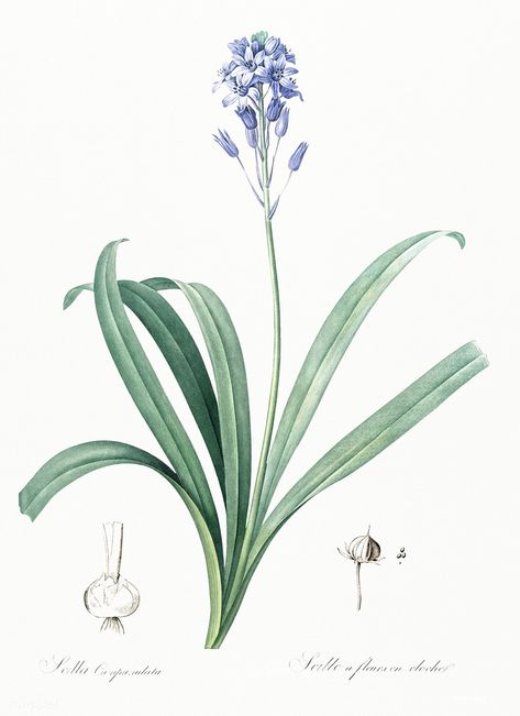 Spanish bluebell illustration from Les liliacées (1805) by Pierre Joseph Redouté (1759-1840). Digitally enhanced by rawpixel. | free image by rawpixel.com Bluebell Illustration, Spanish Bluebells, Fire Lily, Star Illustration, Free Illustration Images, Antique Illustration, Hand Drawn Flowers, Poster Mockup, Plant Illustration