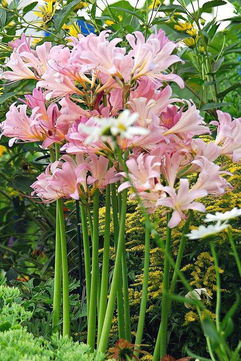 Find essential tips for growing the striking spider lily, including how and when to plant the bulbs. #gardening #plants #flowers #dreamgarden #bhg Pink Spider Lily, Outdoor Therapy, Spider Lilies, Lily Care, Pink Spider, Spider Lily, When To Plant, Lily Bulbs, Plant Hacks