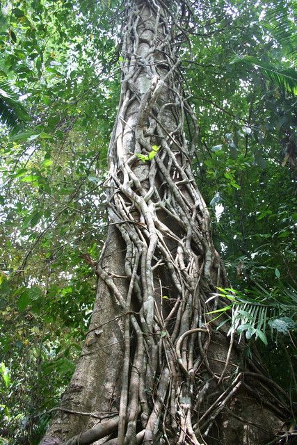 giant twisting vines | Everything in the jungle is oversized… | Flickr Mayan Tattoos, Jungle Tree, Twisted Tree, Giant Tree, Plant Drawing, In The Jungle, Fantasy Art Landscapes, Picture Design, Plant Life