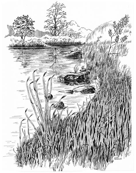 Water Ink Illustration, Pen Water Drawing, River Ink Drawing, Reed Pen Drawing, Water Pen Drawing, Grass Pen Drawing, Nature Pen Drawing, Water Pen Art, Reeds Drawing